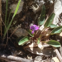 Viola betonicifolia (Mountain Violet) at Mount Clear, ACT - 23 Oct 2019 by KMcCue