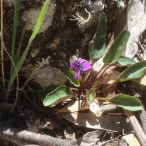 Viola betonicifolia at Mount Clear, ACT - 23 Oct 2019