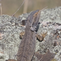 Pogona barbata (Eastern Bearded Dragon) at Namadgi National Park - 28 Oct 2019 by WarrenRowland