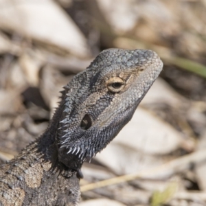 Pogona barbata at Paddys River, ACT - 28 Oct 2019