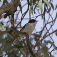 Grantiella picta (Painted Honeyeater) at Namadgi National Park - 28 Oct 2019 by WarrenRowland