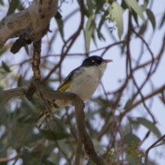 Grantiella picta (Painted Honeyeater) at Tennent, ACT - 28 Oct 2019 by WarrenRowland