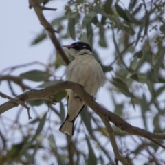 Grantiella picta at Tennent, ACT - 28 Oct 2019