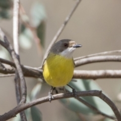 Gerygone olivacea (White-throated Gerygone) at Tennent, ACT - 28 Oct 2019 by WarrenRowland