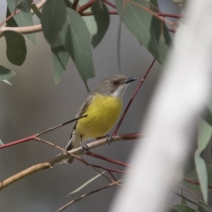 Gerygone olivacea at Tennent, ACT - 28 Oct 2019