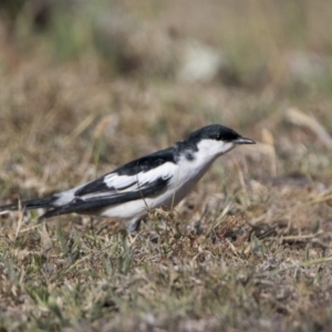 Lalage tricolor at Tharwa, ACT - 28 Oct 2019