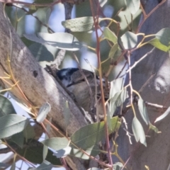 Lalage tricolor at Tharwa, ACT - 28 Oct 2019 12:39 PM