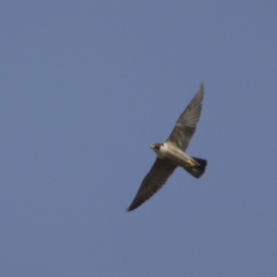 Falco peregrinus (Peregrine Falcon) at Tennent, ACT - 28 Oct 2019 by WarrenRowland