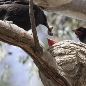 Corcorax melanorhamphos at Tennent, ACT - 28 Oct 2019