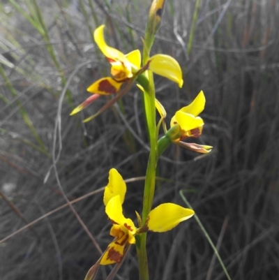 Diuris sulphurea (Tiger Orchid) at Aranda, ACT - 28 Oct 2019 by shoko
