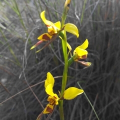 Diuris sulphurea (Tiger Orchid) at Black Mountain - 28 Oct 2019 by shoko