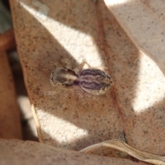 Maratus pavonis (Dunn's peacock spider) at Acton, ACT - 28 Oct 2019 by Laserchemisty