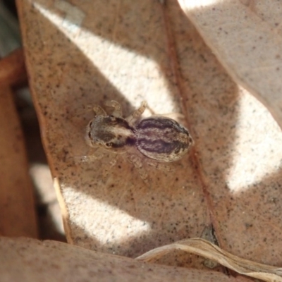 Maratus pavonis (Dunn's peacock spider) at Acton, ACT - 28 Oct 2019 by Laserchemisty