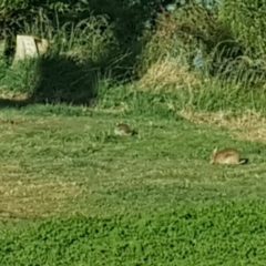 Oryctolagus cuniculus (European Rabbit) at Barton, ACT - 28 Oct 2019 by Mike