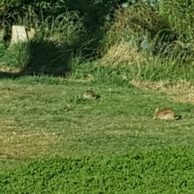 Oryctolagus cuniculus (European Rabbit) at Lake Burley Griffin Central/East - 28 Oct 2019 by Mike