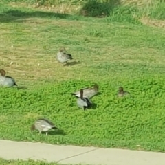 Chenonetta jubata (Australian Wood Duck) at Lake Burley Griffin Central/East - 27 Oct 2019 by Mike