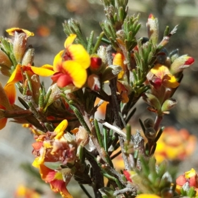 Dillwynia sericea (Egg And Bacon Peas) at Tuggeranong DC, ACT - 27 Oct 2019 by Mike