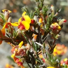 Dillwynia sericea (Egg And Bacon Peas) at Wanniassa Hill - 26 Oct 2019 by Mike