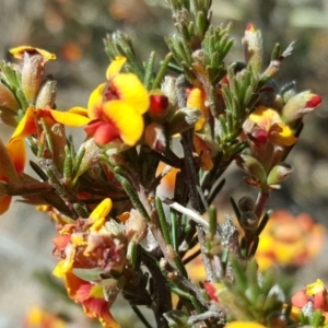 Dillwynia sericea at Tuggeranong DC, ACT - 27 Oct 2019