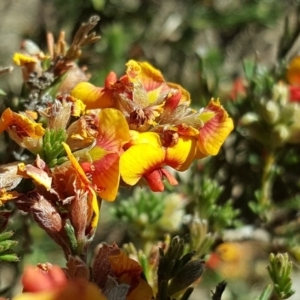 Dillwynia sericea at Tuggeranong DC, ACT - 27 Oct 2019