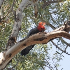Callocephalon fimbriatum (Gang-gang Cockatoo) at Red Hill to Yarralumla Creek - 28 Oct 2019 by JackyF