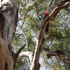 Callocephalon fimbriatum at Hughes, ACT - 28 Oct 2019