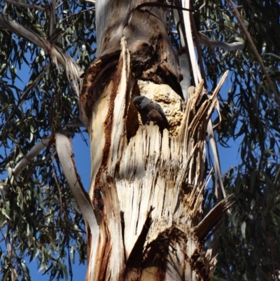 Callocephalon fimbriatum (Gang-gang Cockatoo) at Federal Golf Course - 26 Oct 2019 by JackyF