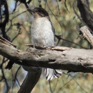 Cracticus torquatus at Hughes, ACT - 28 Oct 2019 04:21 PM