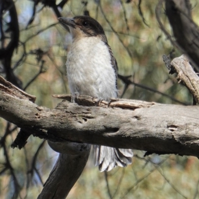 Cracticus torquatus (Grey Butcherbird) at Hughes Grassy Woodland - 28 Oct 2019 by JackyF