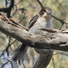 Cracticus torquatus at Hughes, ACT - 28 Oct 2019