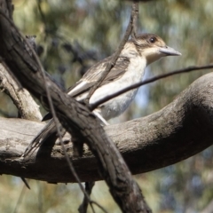 Cracticus torquatus at Hughes, ACT - 28 Oct 2019