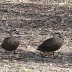 Anas superciliosa (Pacific Black Duck) at Hughes, ACT - 28 Oct 2019 by JackyF