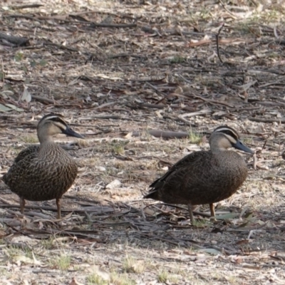 Anas superciliosa (Pacific Black Duck) at Hughes Grassy Woodland - 28 Oct 2019 by JackyF