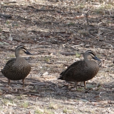Anas superciliosa (Pacific Black Duck) at Hughes, ACT - 28 Oct 2019 by JackyF