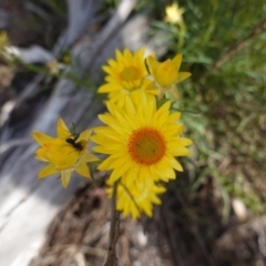 Xerochrysum viscosum (Sticky Everlasting) at Red Hill to Yarralumla Creek - 28 Oct 2019 by JackyF