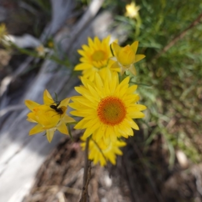 Xerochrysum viscosum (Sticky Everlasting) at Hughes Grassy Woodland - 28 Oct 2019 by JackyF