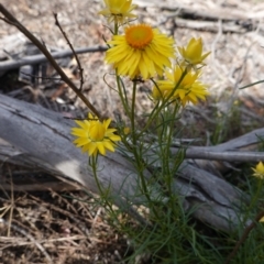 Xerochrysum viscosum at Hughes, ACT - 28 Oct 2019