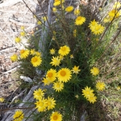 Xerochrysum viscosum at Hughes, ACT - 28 Oct 2019