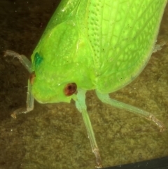 Siphanta acuta (Green planthopper, Torpedo bug) at Kambah, ACT - 28 Oct 2019 by Marthijn