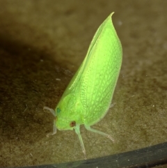 Siphanta acuta at Kambah, ACT - 28 Oct 2019 08:43 PM