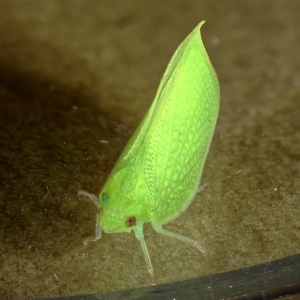 Siphanta acuta at Kambah, ACT - 28 Oct 2019 08:43 PM