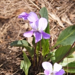 Viola betonicifolia (Mountain Violet) at Amaroo, ACT - 28 Oct 2019 by MichaelMulvaney