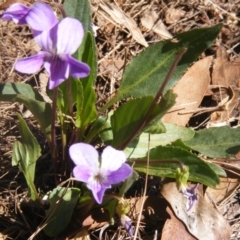 Viola betonicifolia at Amaroo, ACT - 28 Oct 2019