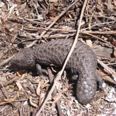 Tiliqua rugosa (Shingleback Lizard) at Amaroo, ACT - 28 Oct 2019 by MichaelMulvaney