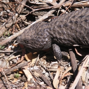 Tiliqua rugosa at Amaroo, ACT - 28 Oct 2019