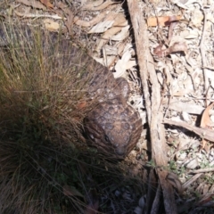 Tiliqua rugosa at Amaroo, ACT - 28 Oct 2019