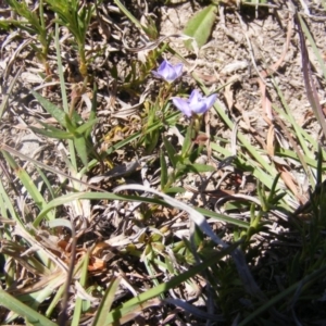 Veronica gracilis at Amaroo, ACT - 28 Oct 2019