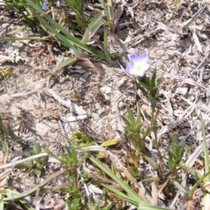 Veronica gracilis at Amaroo, ACT - 28 Oct 2019