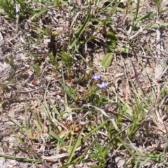 Veronica gracilis at Amaroo, ACT - 28 Oct 2019