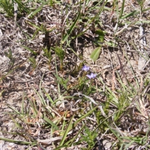 Veronica gracilis at Amaroo, ACT - 28 Oct 2019